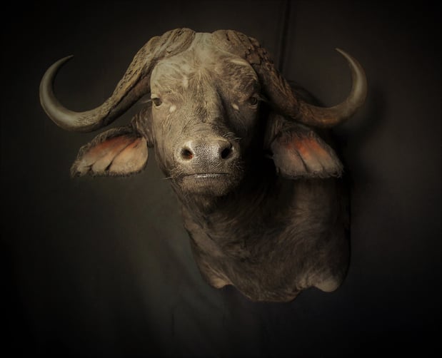 Images Safari Life Taxidermy