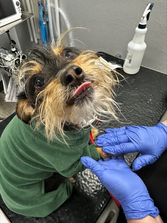 Images VCA Devotion Animal Hospital