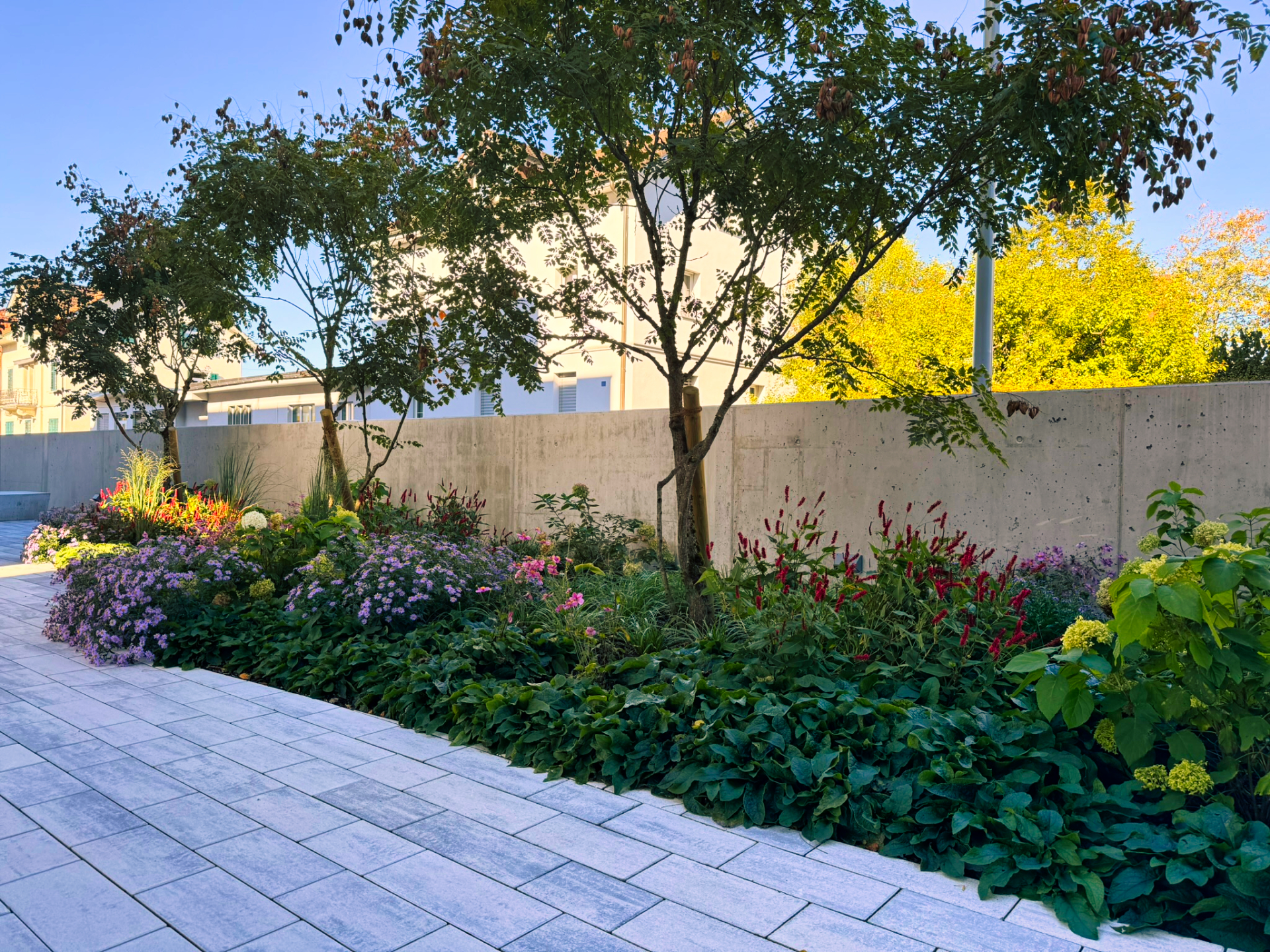 Bilder Schneebeli Blumen & Garten