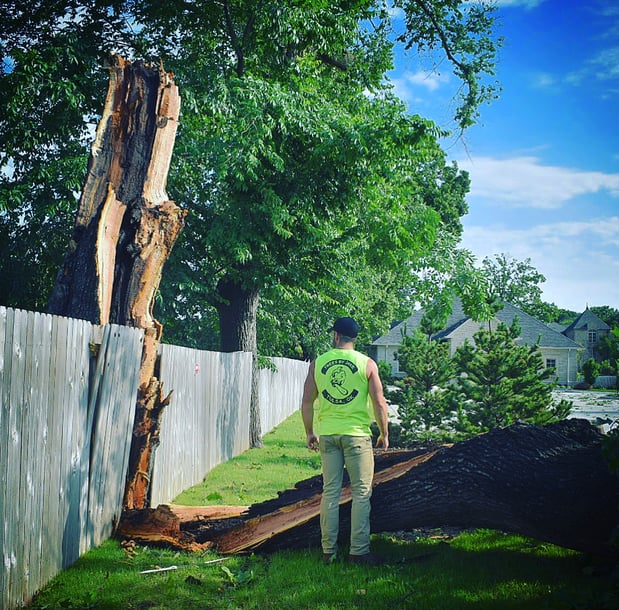 Images TREES BY JAKE