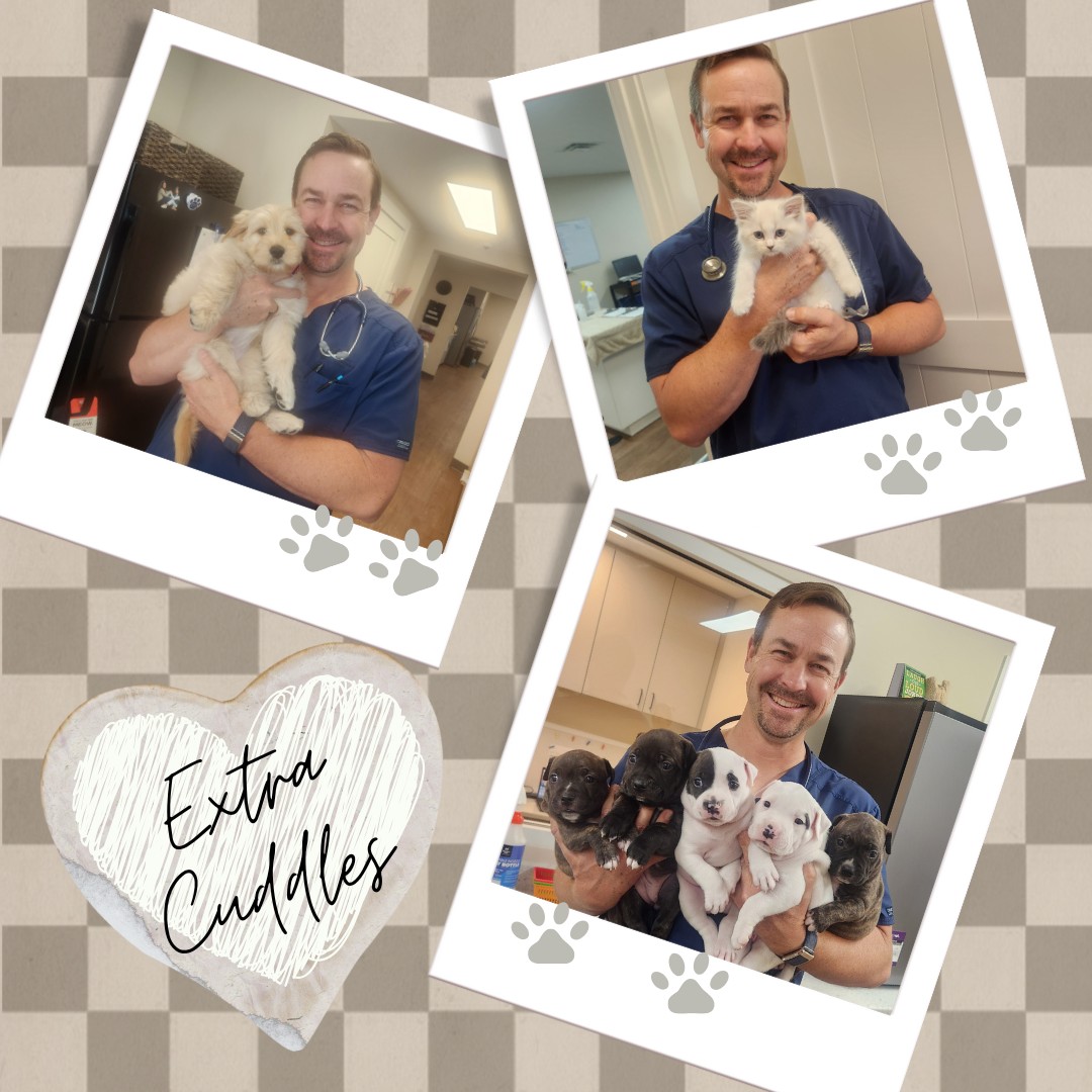 Gregory Veterinary Clinic – Extra Cuddles with Adorable Pets