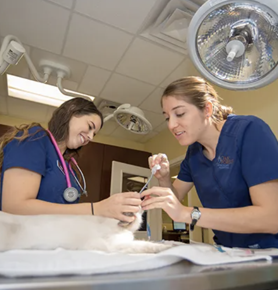 Images Oak Forest Veterinary Hospital