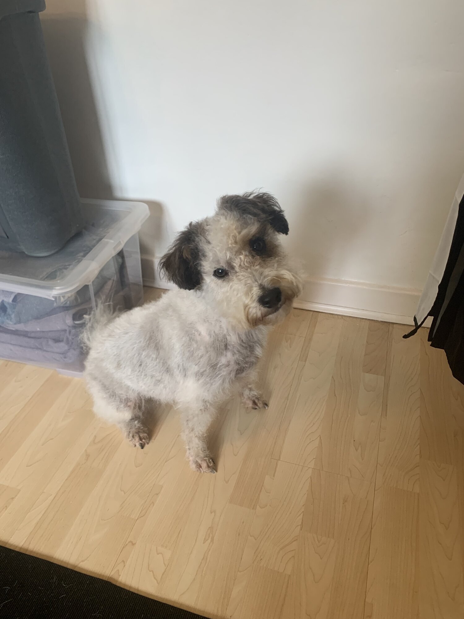 Images Scruff To Buff Dog Grooming