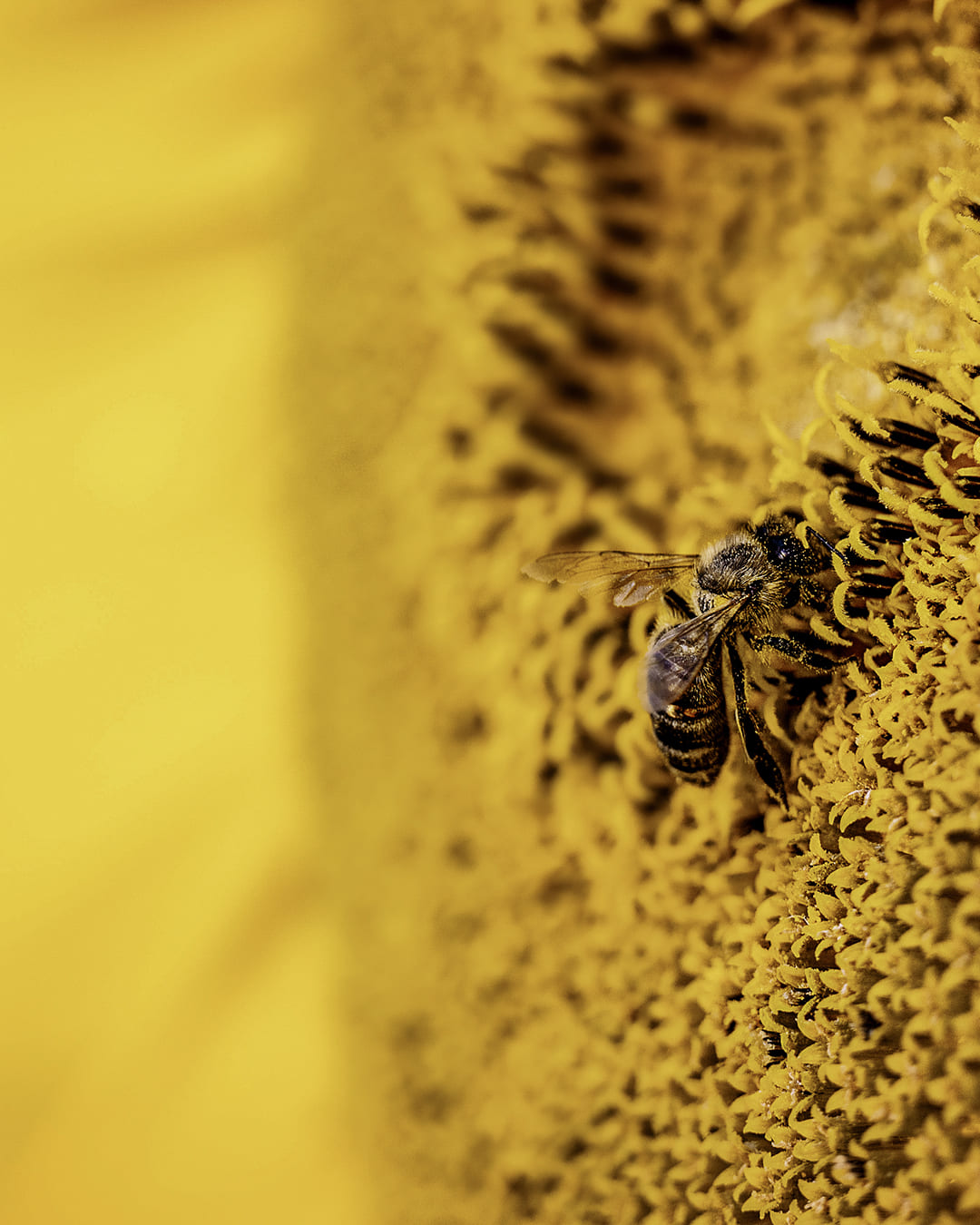 Agapie - Produzent & Lieferant für Bienengift, Gelee Royal, Propolis, Johannesstraße 39-45 in Stuttgart