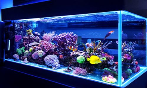 At Gusco Electric, we do it all. If you need a new lamp for your aquarium or if you need a repair, we will do it right away! Contact us today for us to help you with all of your specialty lighting needs.