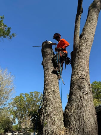 Images All Your Way Tree Service