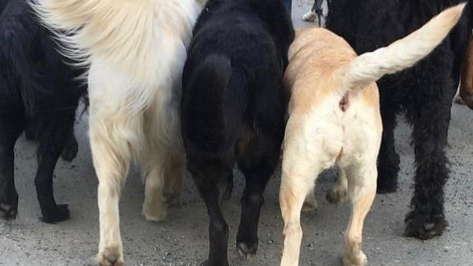 Images Primeras Hunddagis