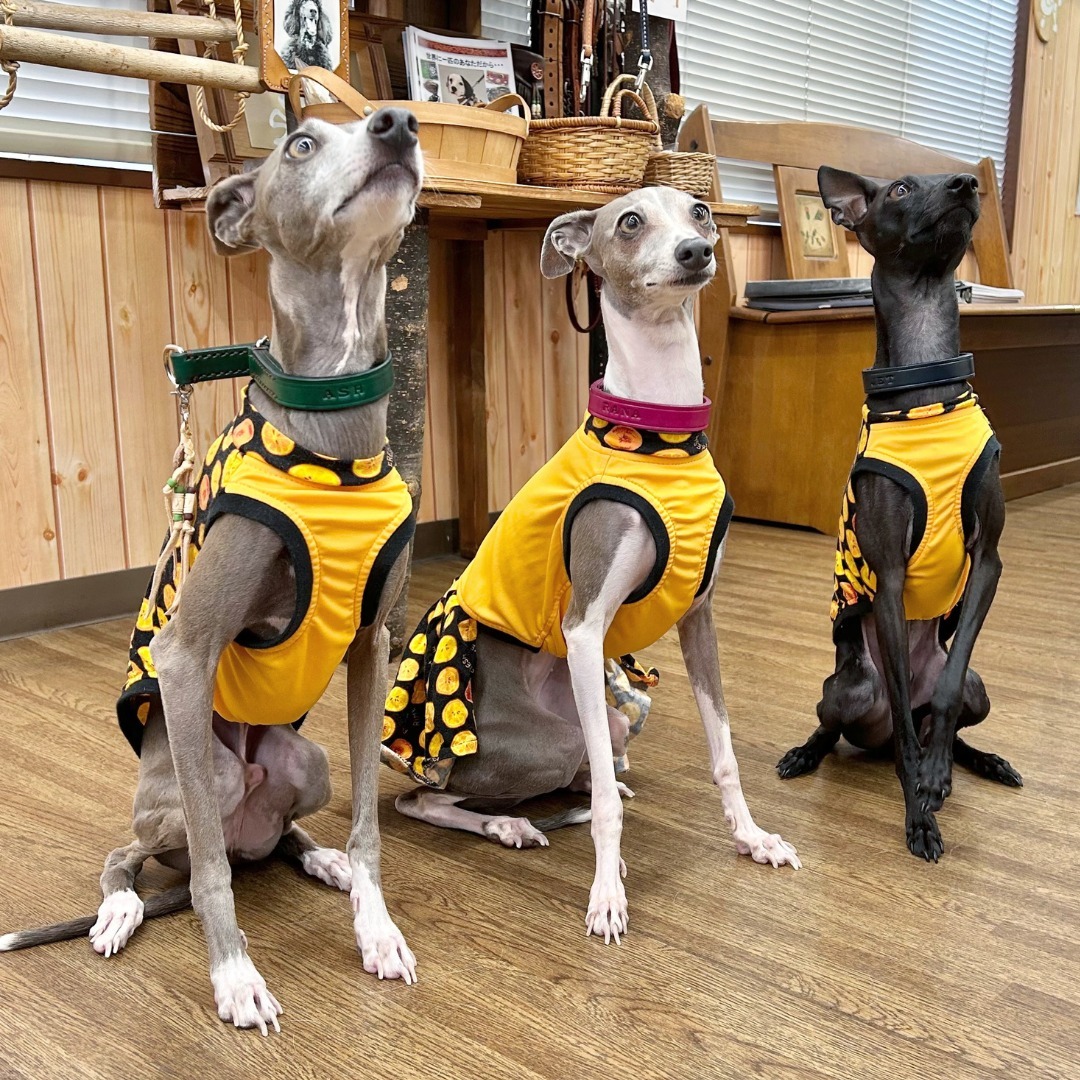 Images たまとポチ 宇津木店