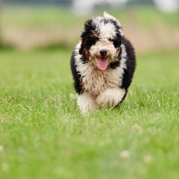 Images Berry Patch Puppies LLC