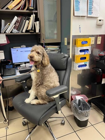 Images VCA Park Cities Animal Hospital