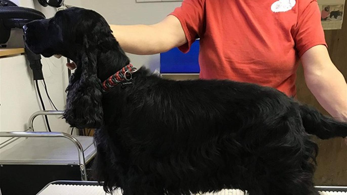 Images Hjallese hundesalon