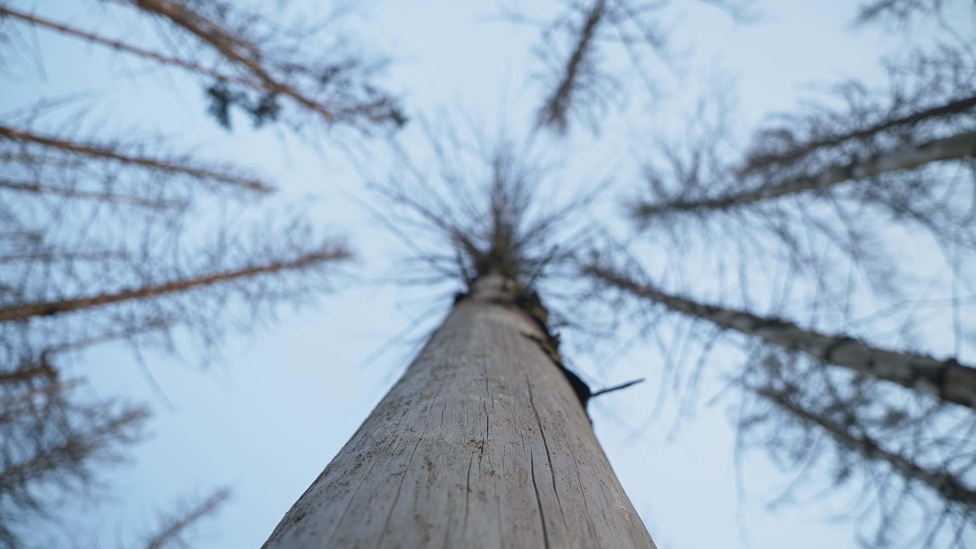 Bild 3 Forest to Future GmbH in Bad Wünnenberg