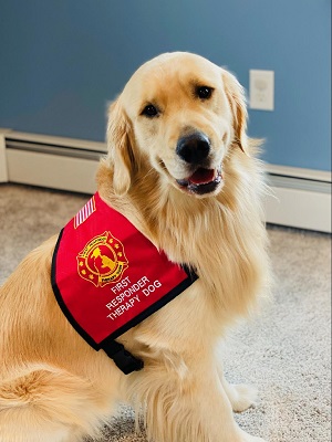 Images Stephanies Dog Training