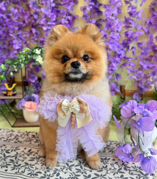 Images dog salon buku2