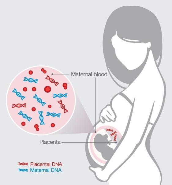 Fotos - PHOENIX ULTRASOUND - 8