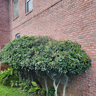 Images Ultra Plus Service