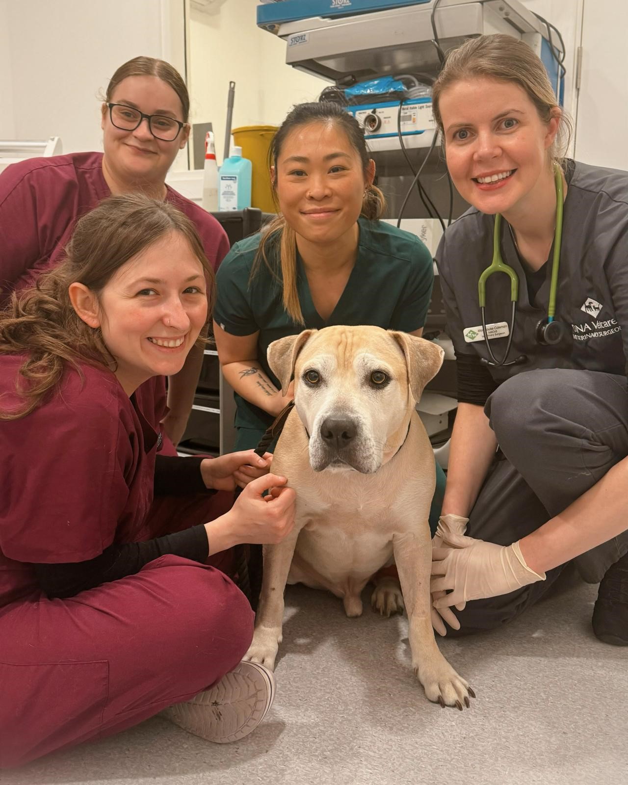 Images Streatham Hill Veterinary Surgery