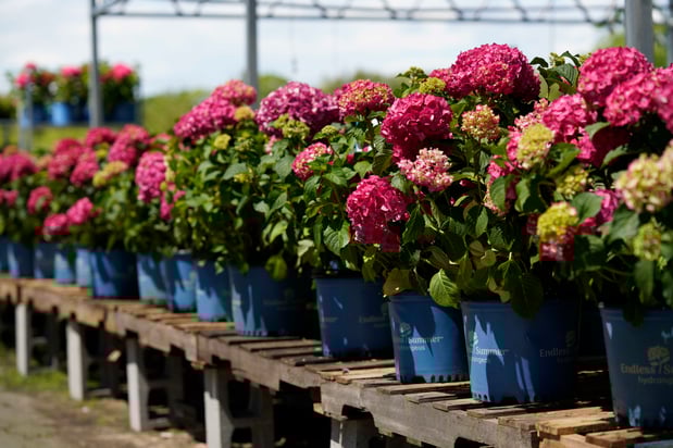 Images Mahoney's Garden Center