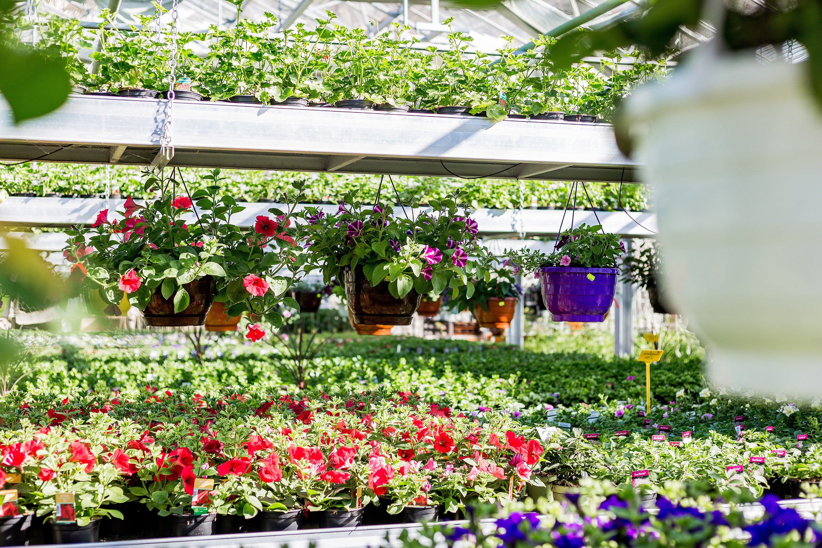 Bild 16 von Stiftsgärtnerei Blumen & Wein (Stift Admont)