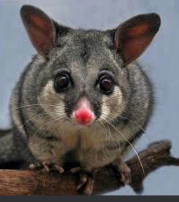 Images All Pest Solutions