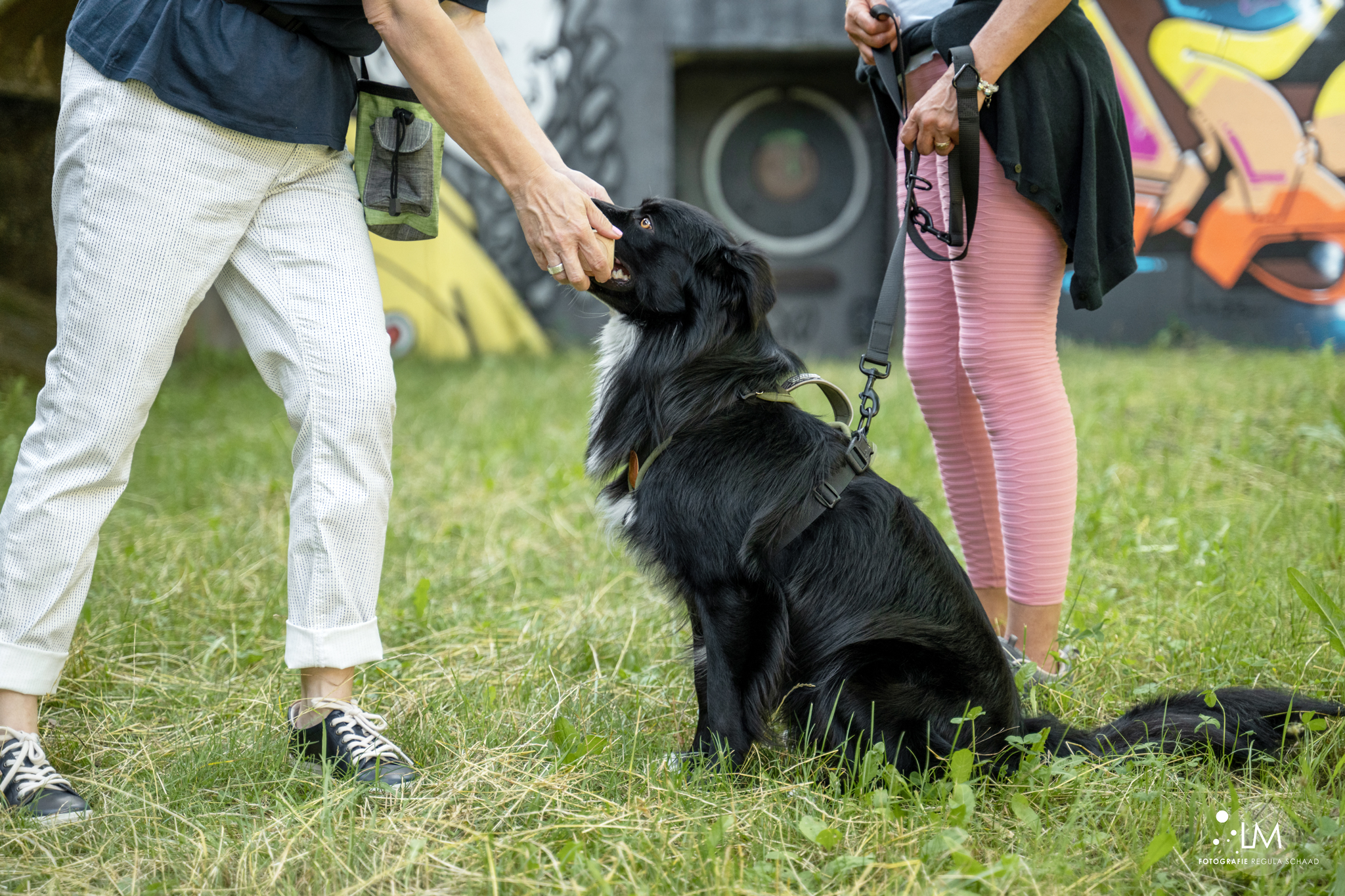 Bilder Lina, Hundert Prozent wau, Gesundheit, Training und Unterstützung für Hunde und ihre Menschen, Sandra Egli