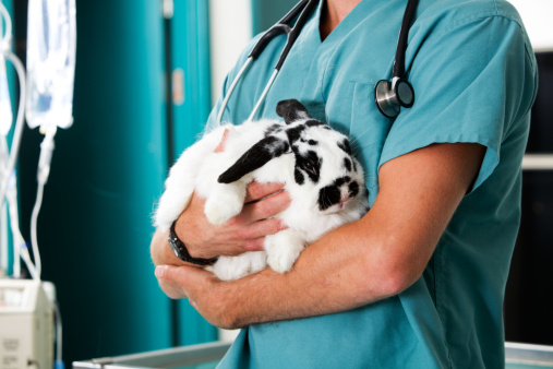 Images Clinica Veterinaria Associata dei Dottori Pieragostini & Petroni
