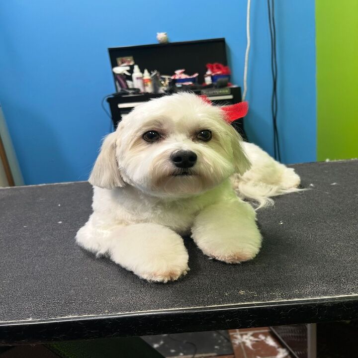 Images Top Dog Groomerie and Boutique