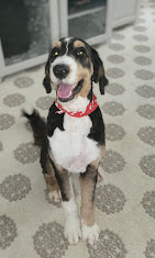 Images Dog Pawpa K9 Connection