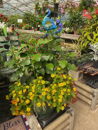 Images Mary's Greenhouse
