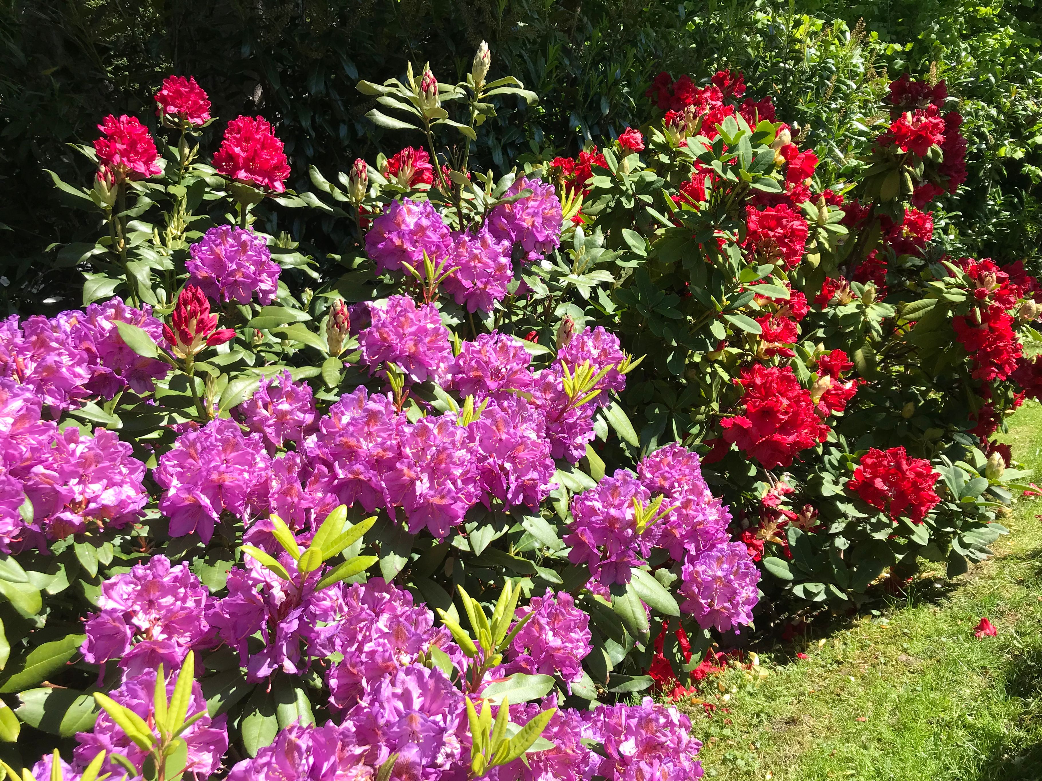 Bilder Royal Jardin sarl