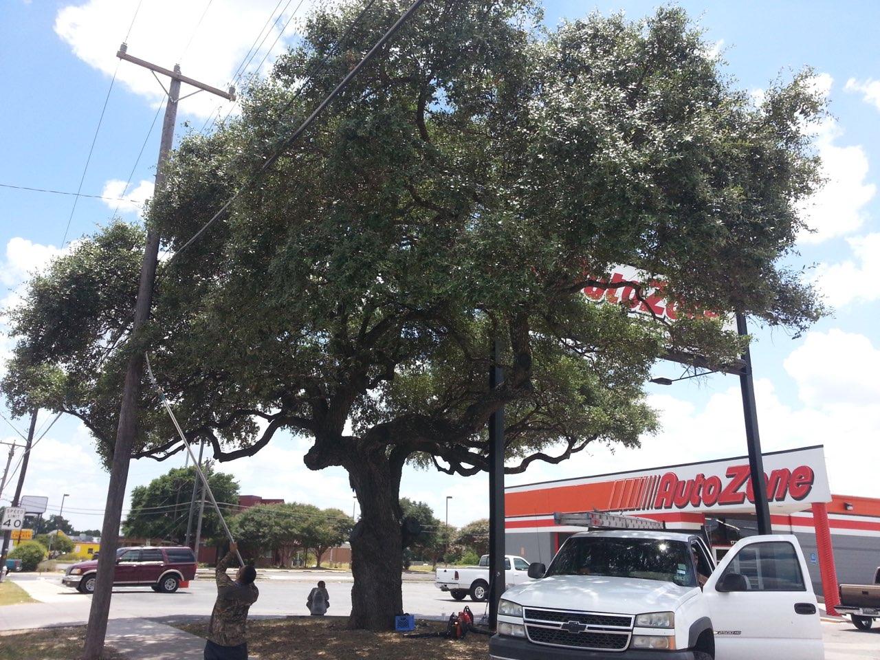 SA Total Tree Service Photo