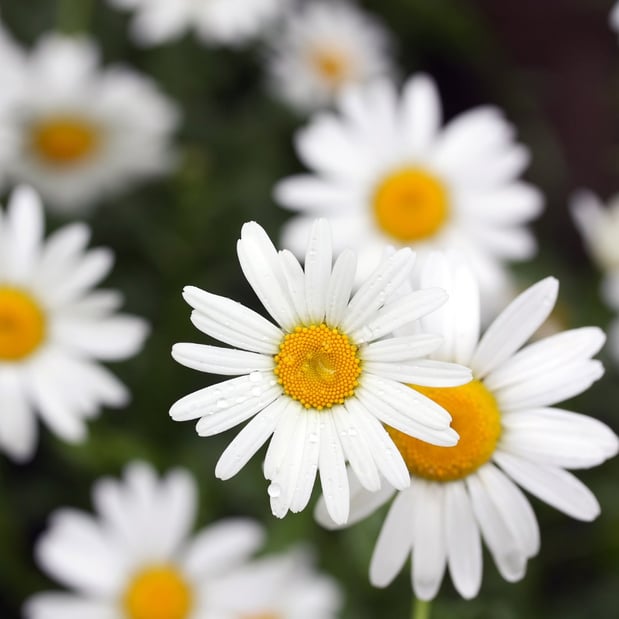 Images DBG Flowers - Boynton Beach