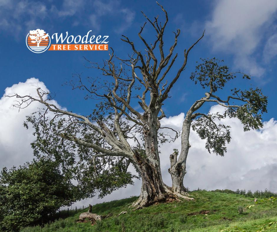 Image 13 | Woodeez Tree Service