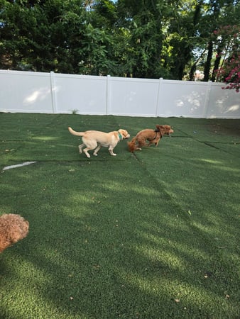 Images Wag Watchers DayCare & Spa