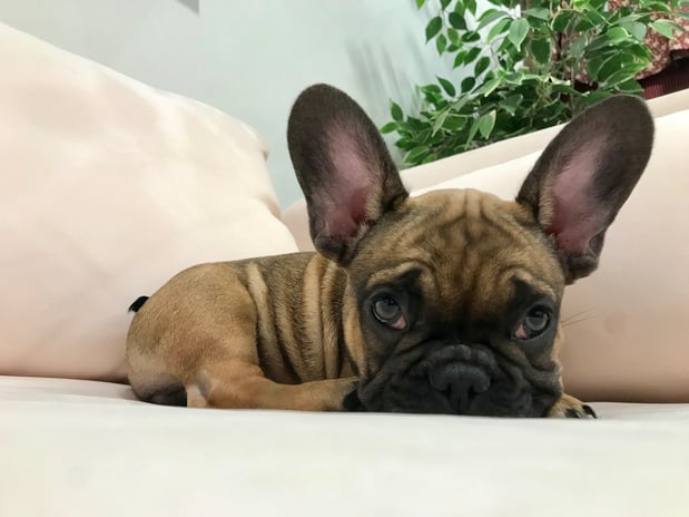 Images Melrose La Brea Animal Hospital