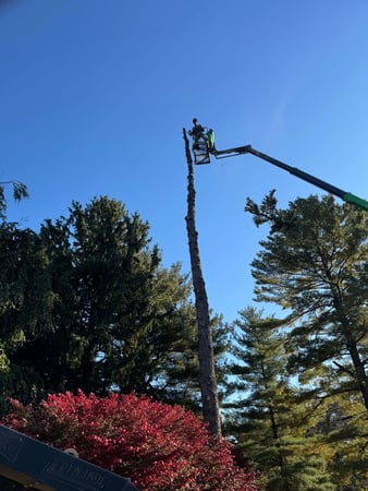 Images Hungry Beaver Tree Service
