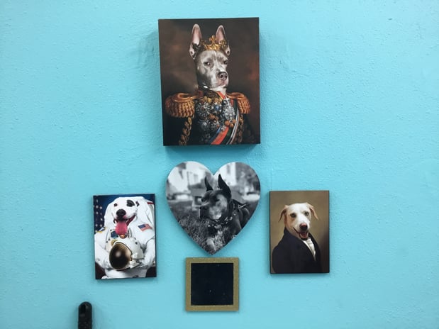 Images Petco Grooming