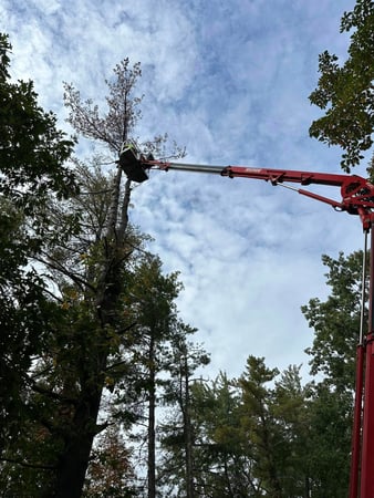 Images Ballston Tree and Property Services