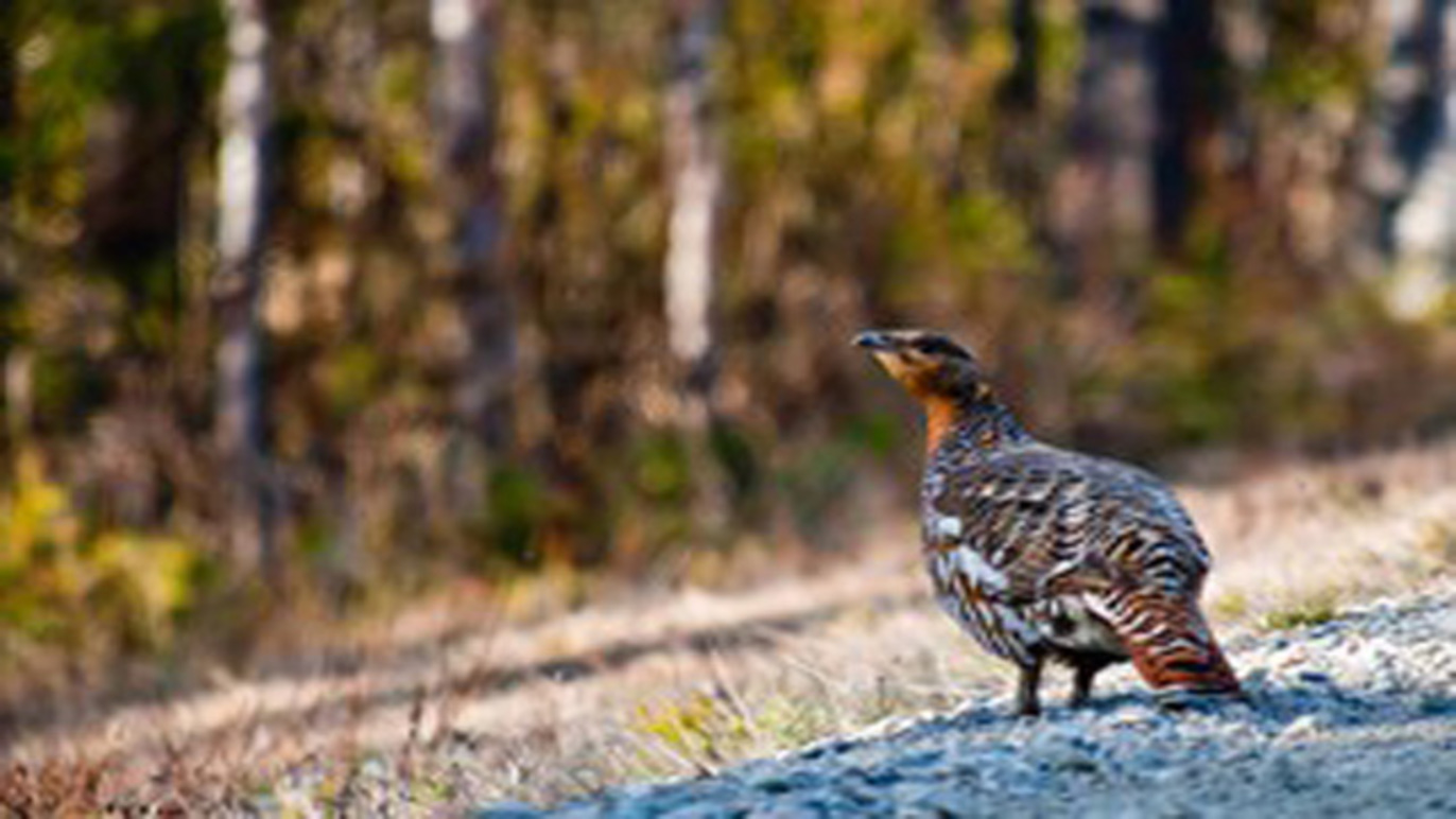 Images Skogssällskapet
