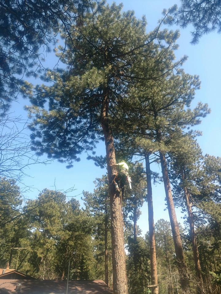 Colorado Tree Specialists Photo