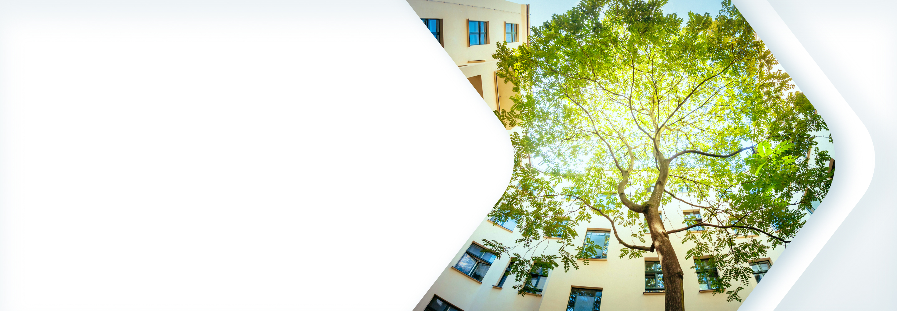 Bottom up view of tree in a courtyard.