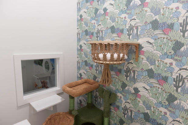 Images Cozy Cat Suites