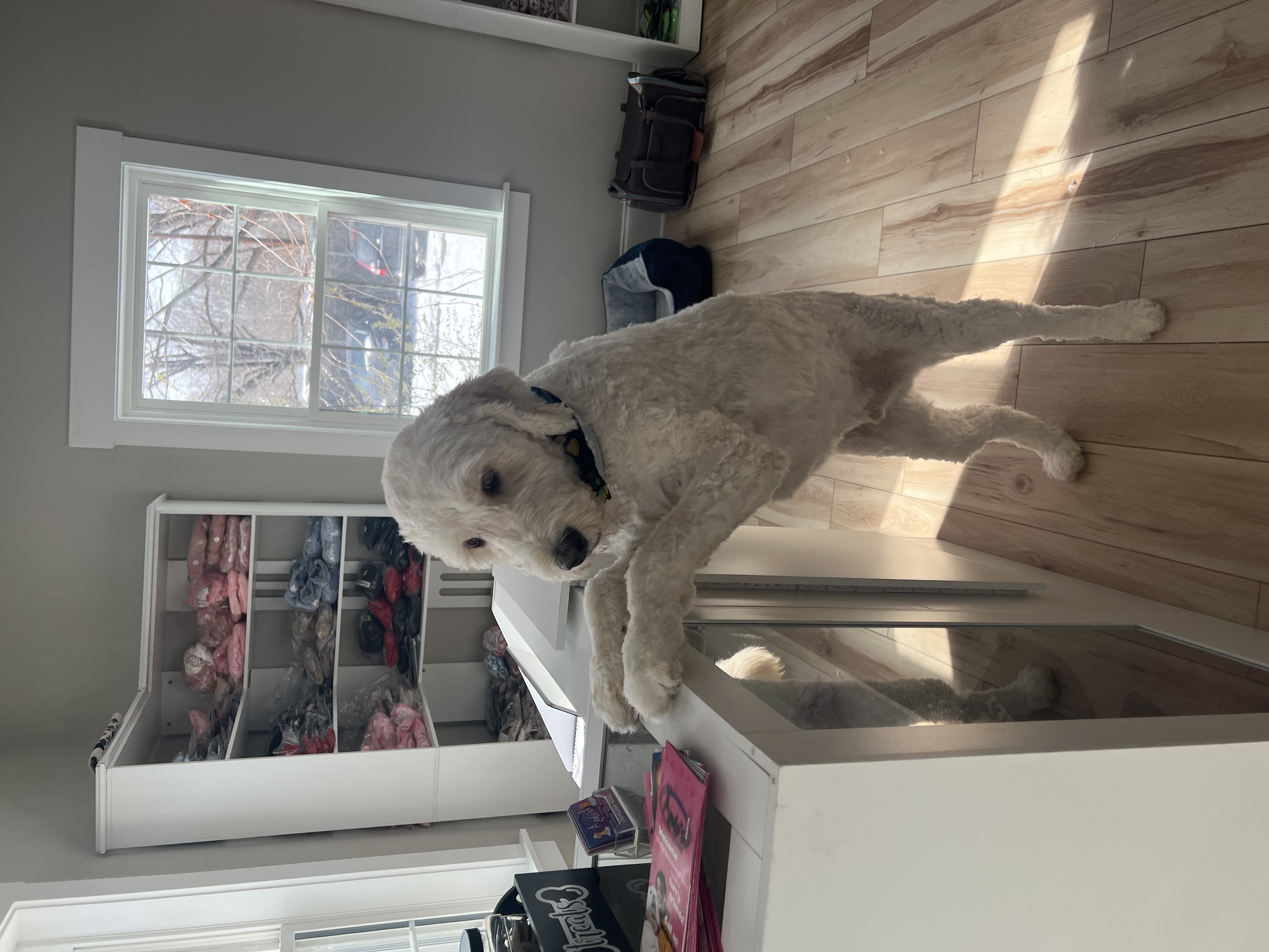Pet accessories