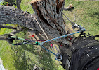 Images Aurora Arbor Care