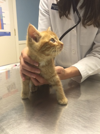 We understand it is an emotional time when you need an emergency veterinarian, so we treat you and your pet with compassion. We understand it is an emotional time when you need an emergency veterinarian, so we treat you and your pet with compassion.
