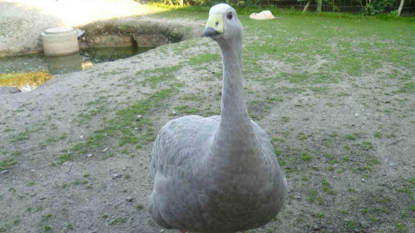 Images Fugle & Dyrehandler Arnfred M Madsen