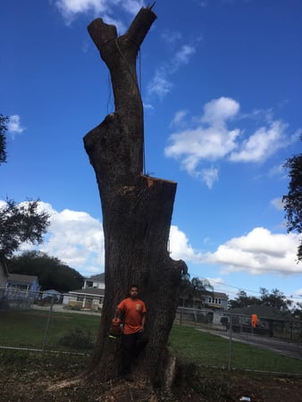 Images Tree Tech of Louisiana