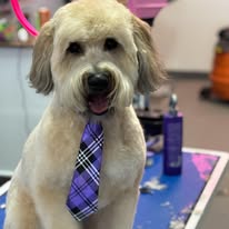 Lux Fur Pet Salon Image