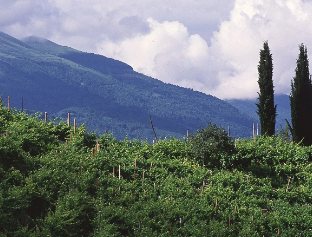 Images Cantine Bortolotti Umberto