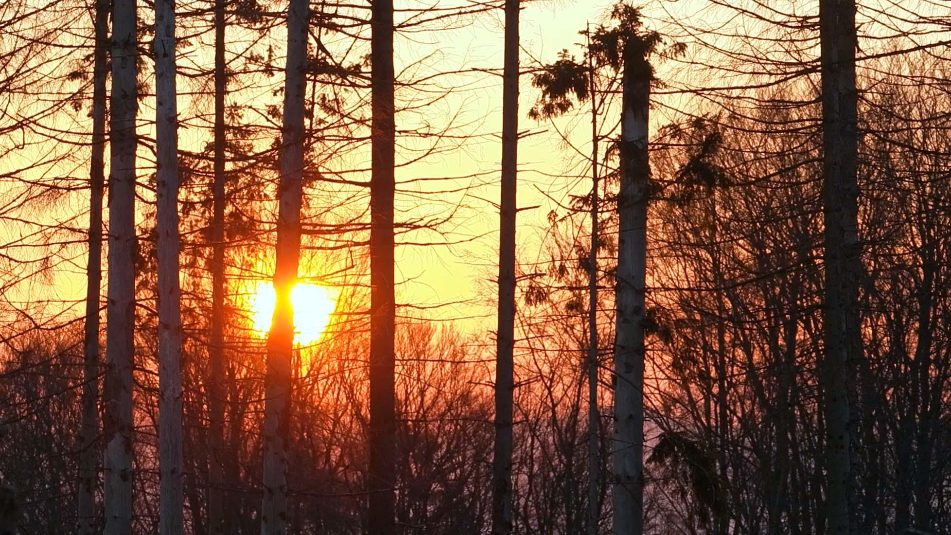 Bild 6 Forest to Future GmbH in Bad Wünnenberg